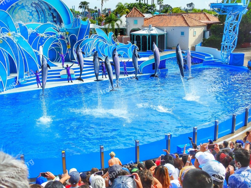 Sea World Dolphins Water Marine Jump