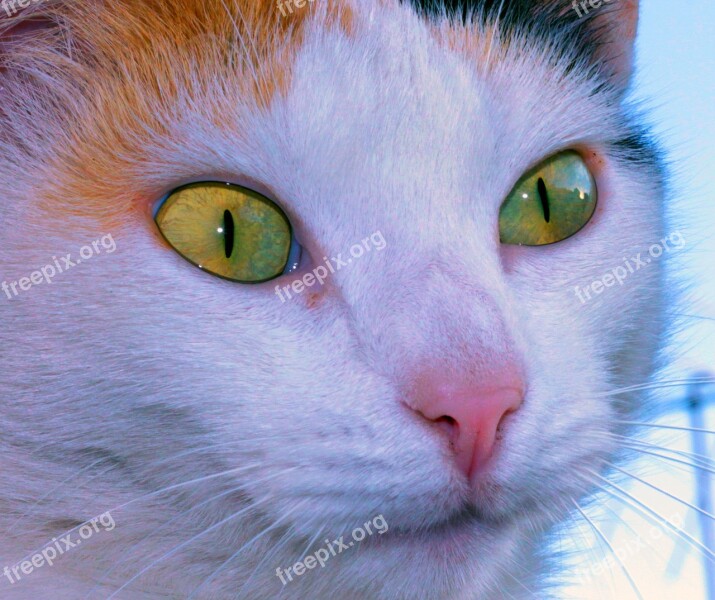 Eye Gata Ceu Free Photos