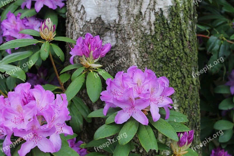 Shrub Flower Rhododendron Flowers Beautiful