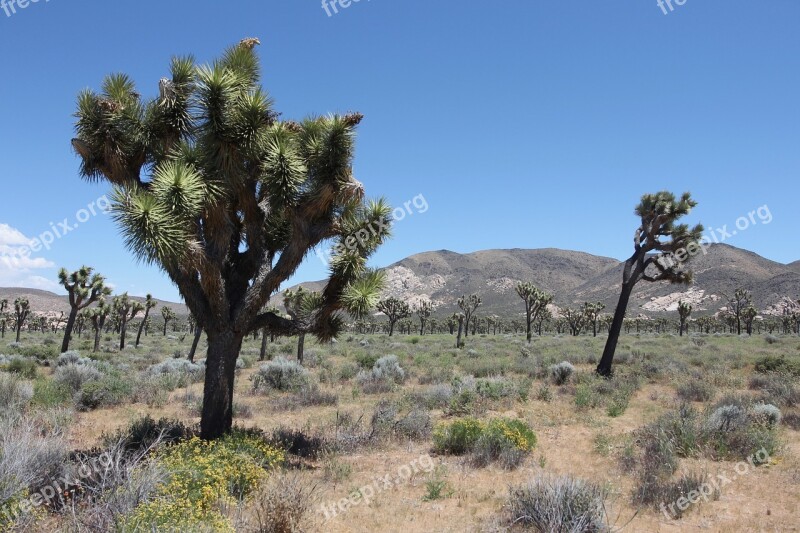 National Park Park Landscape Nature Joshua Tree National Park