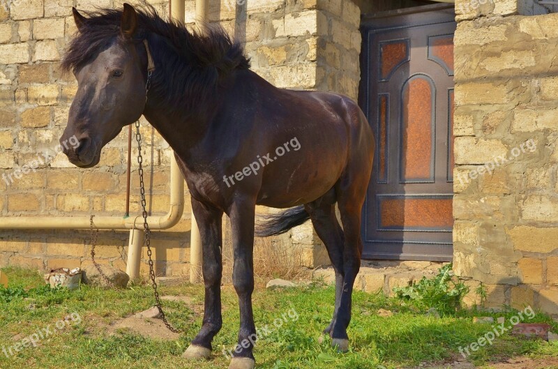 Horse Animal Horseback Mammal Wild