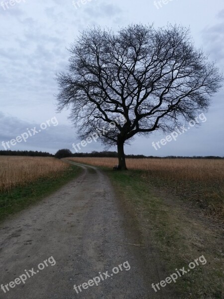 The Tree Landscape Nature Free Photos