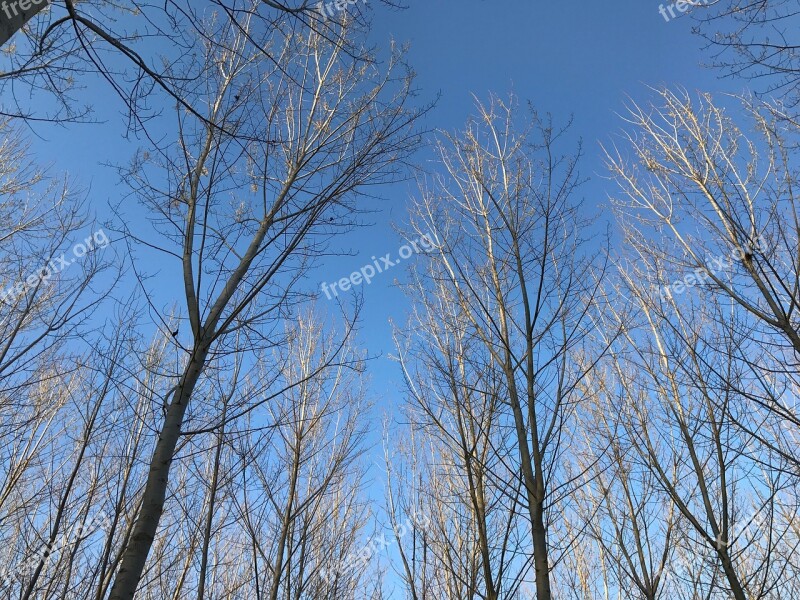 Trees Poplars Sky Nature Green