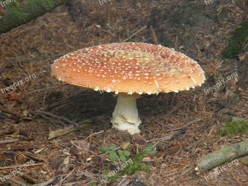 Amanitas Mushrooms Amanita Muscaria Free Photos