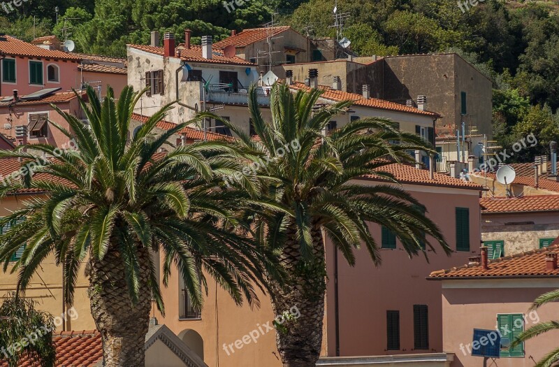 Italy Rio Marina Island Of Elba Palm Trees Free Photos