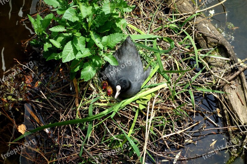 Coot Ralle Water Chicken Chicks Young Family