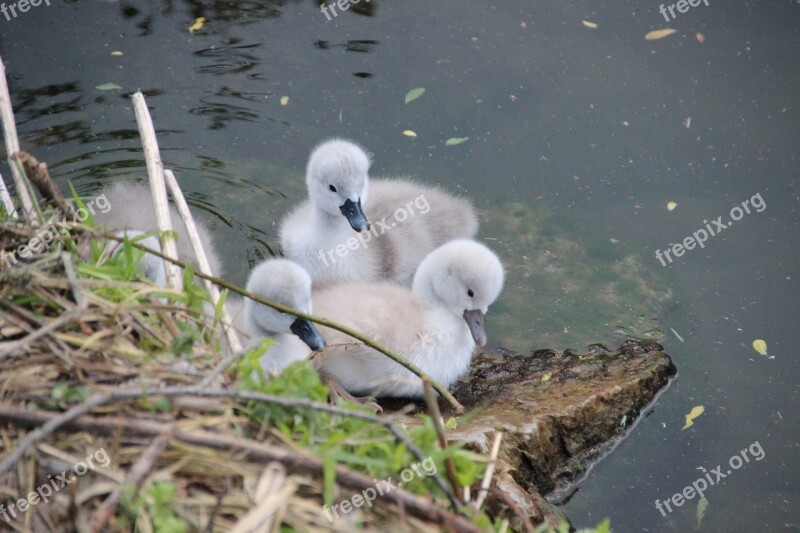 Swan Chicks Swan Swans Water Bird Hatching