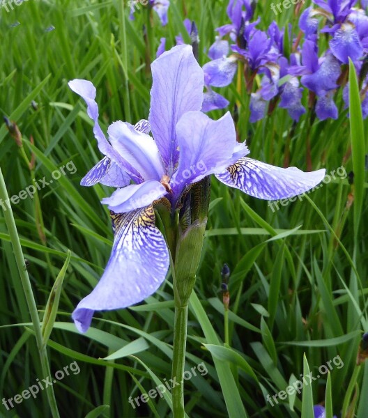 Blossom Bloom Iris Close Up Wild Flower Blue