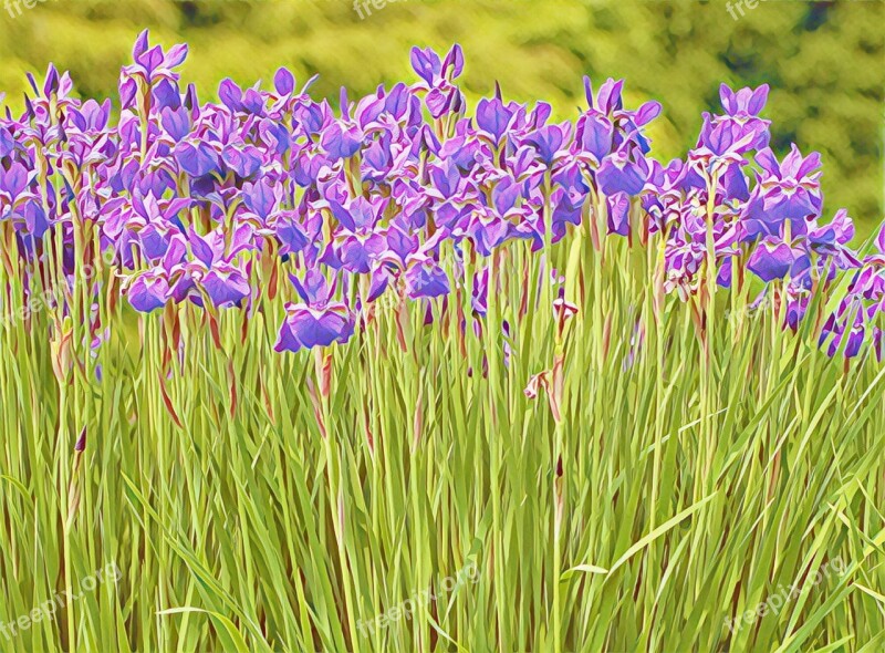 Purple Crocus Stem Field Blooming