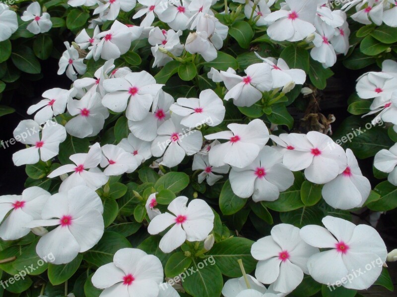 Common Missouri Flower White Flower Plant Garden Pink Flowers