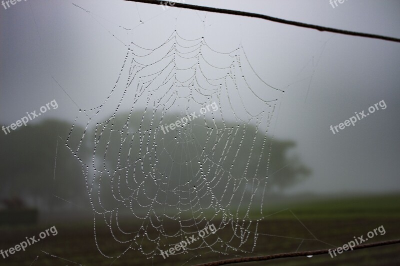 Spiderweb Dew Rain Drops Nature