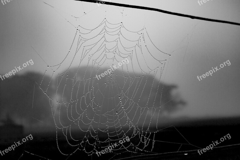 Spiderweb Black And White Halloween Web Cobweb