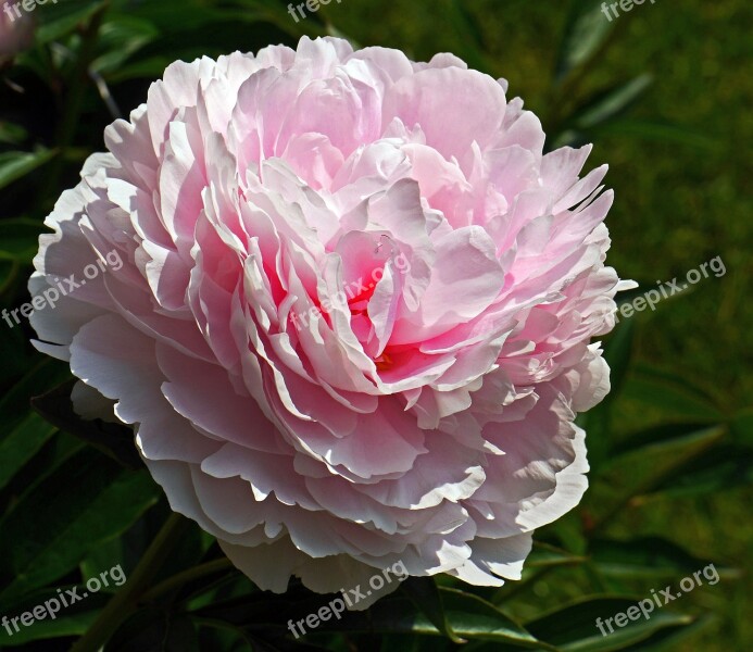 Peony In Full Bloom Blossom Bloom Petals