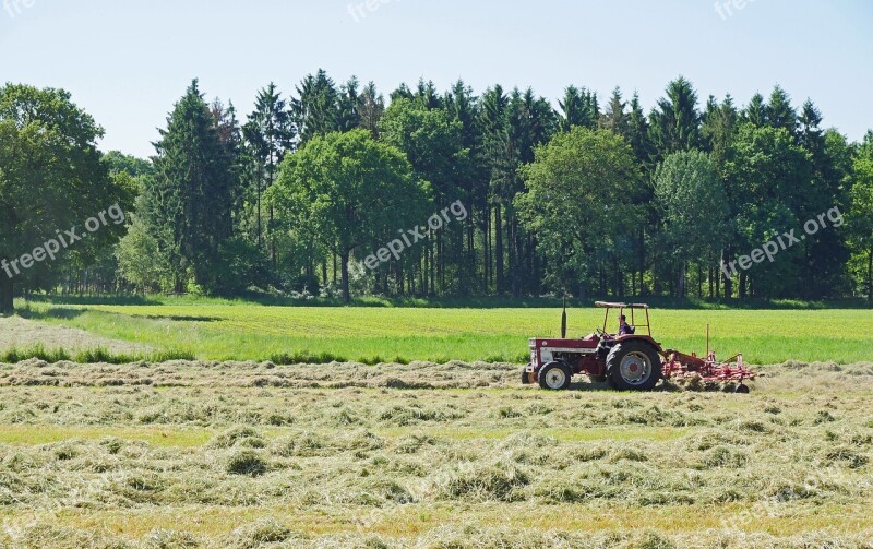 Hay Grass May First Cut Dry