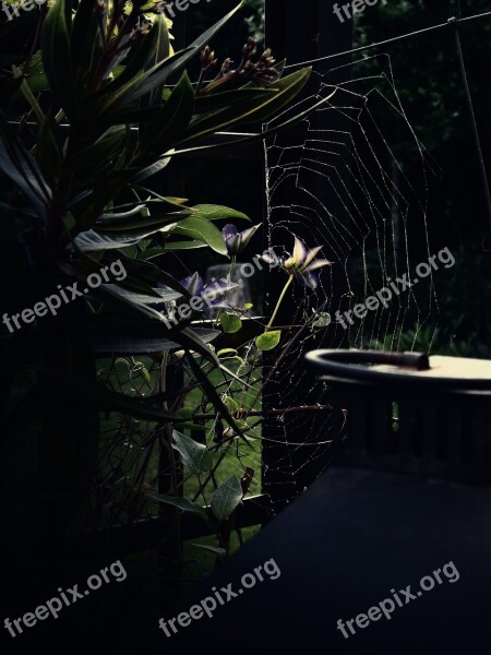 Mood Nature Cobweb Web Scary