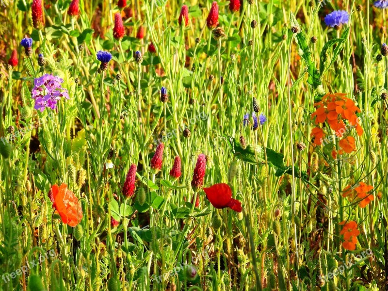 Meadow Flower Meadow Nature Flowers Spring