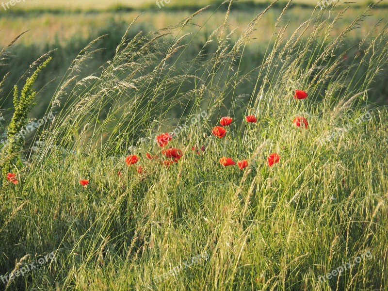 Poppies Summer Field Flowers Campaign