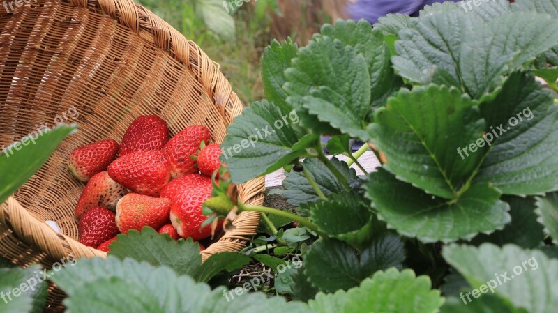 Strawberries Plants Huerta Free Photos