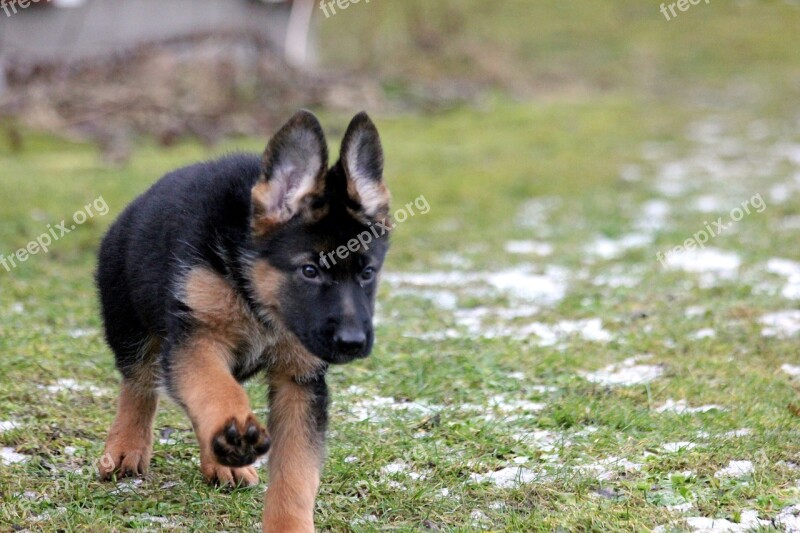 Puppy German Shepherd German Free Photos