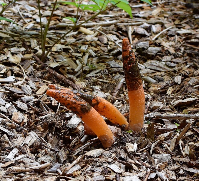 Mature Stinkhorn Fungus Grouping Mutinus Elegans Fruiting Bodies With Slime Pungent Mushroom