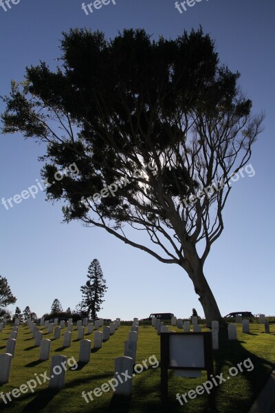 California San Diego Military Cemetery Tree