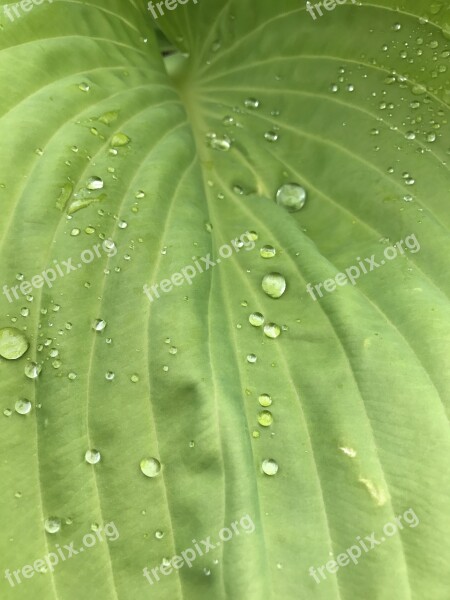 Raindrop Dew Morgentau Drop Of Water Drip