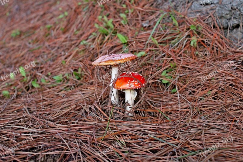 Fungus Forest Mushroom Nature Natural