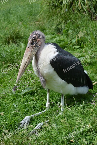 Marabou Bird Nature Wildlife Animal