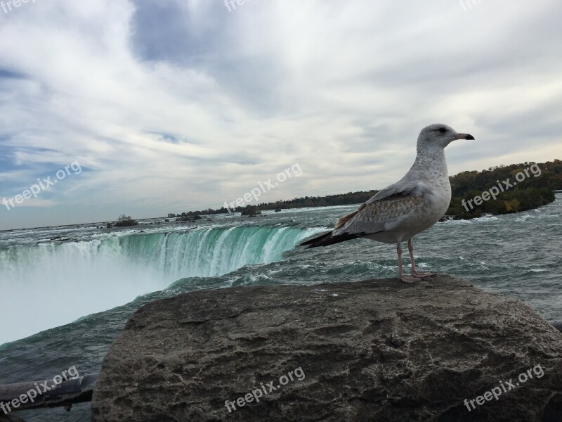 Niagarafalls Ontario Canada Free Photos