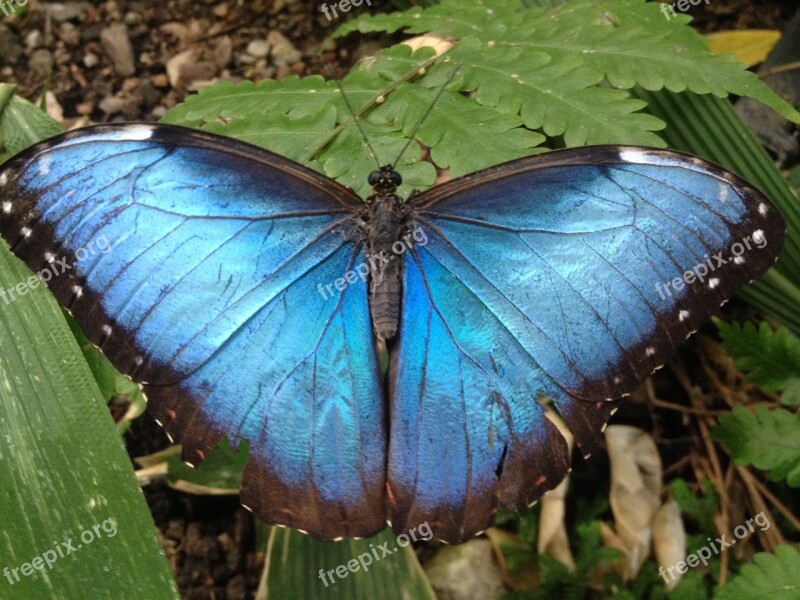 Butterfly Insect Invertebrate Nature Wing