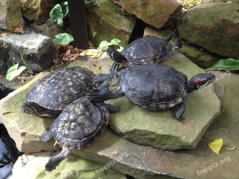 Terrapins Turtles Sliders Reptile Animal