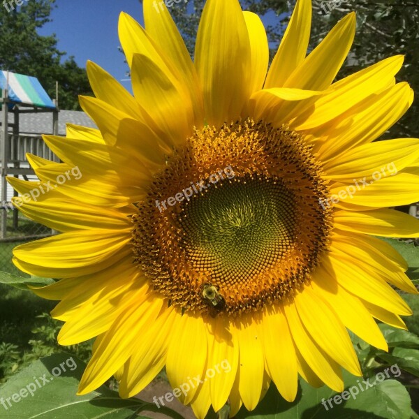 Sun Flower Bee Garden Free Photos