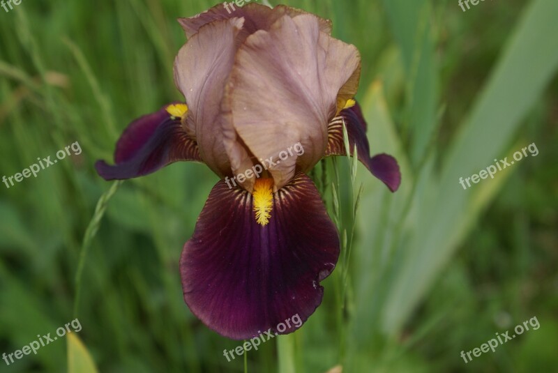 Blossom Bloom Iris Violet Free Photos