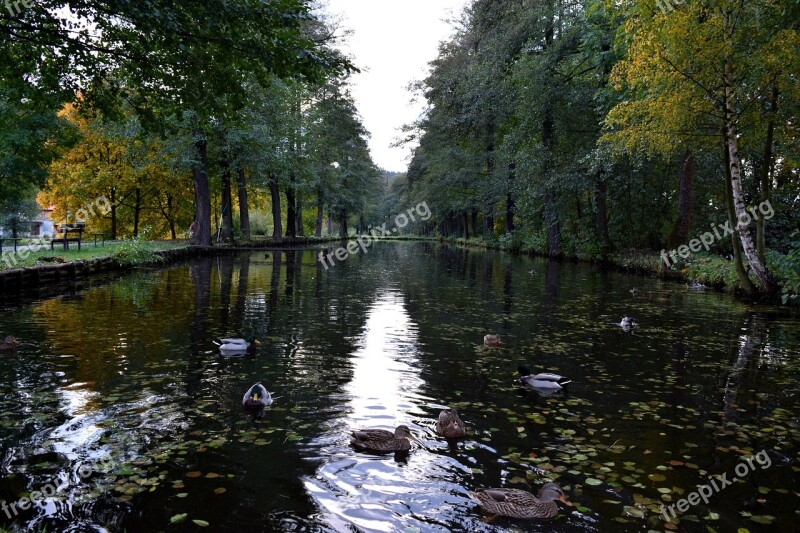 Pond Ducks Duck Bird Wild