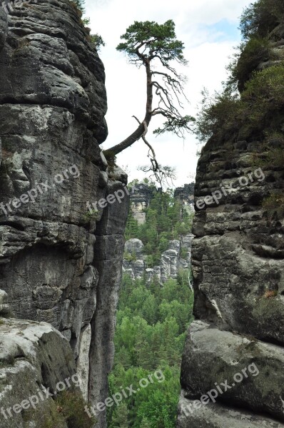 Saxon Switzerland Tree Individually Stones Cliffs