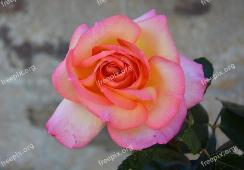 Pink Flower Pink Flowers Rosebush Color Pink