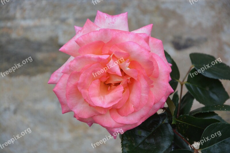 Pink Petals Rose Petals Garden Flower