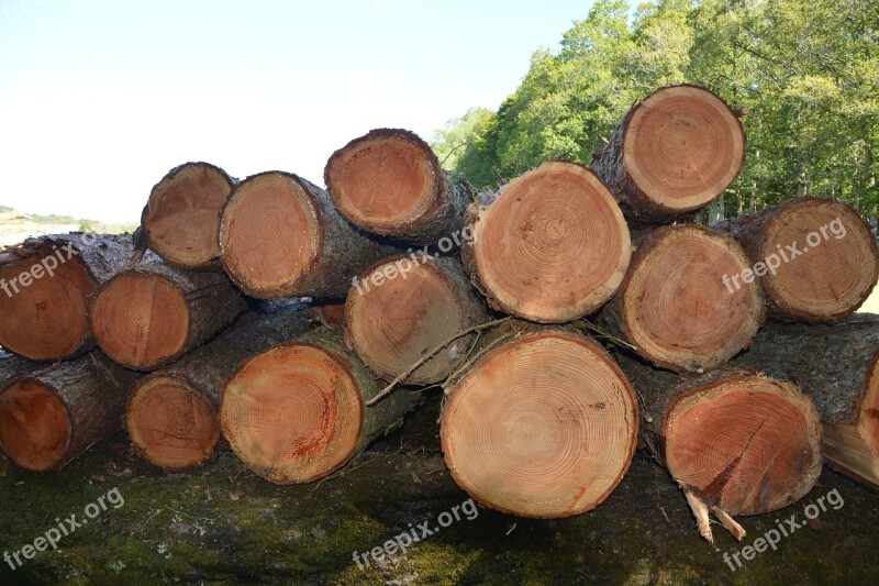 Wood Trunks Tree Tree Trunk Nature