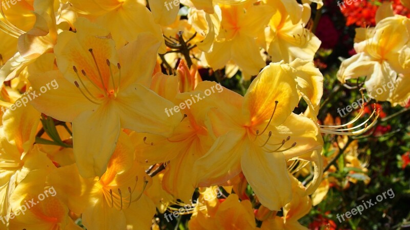 Azalea Flower Azaleas Rhododendron Rhododendron Japanese