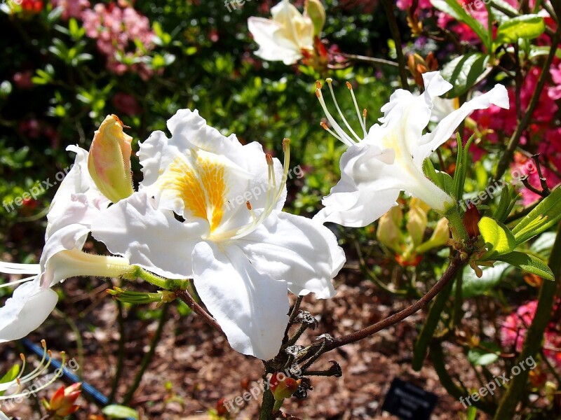 Azalea Flower Azaleas Rhododendron Japanese Rhododendron