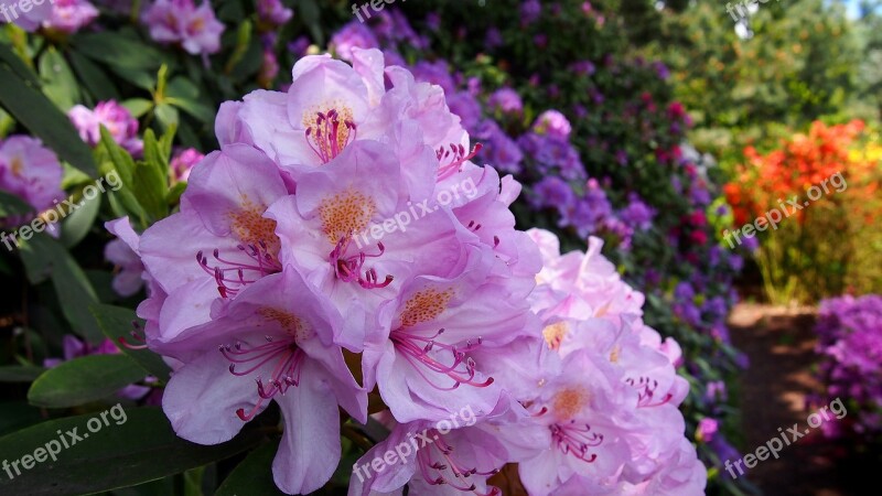 Azalea Flower Rhododendron Macro Flowering