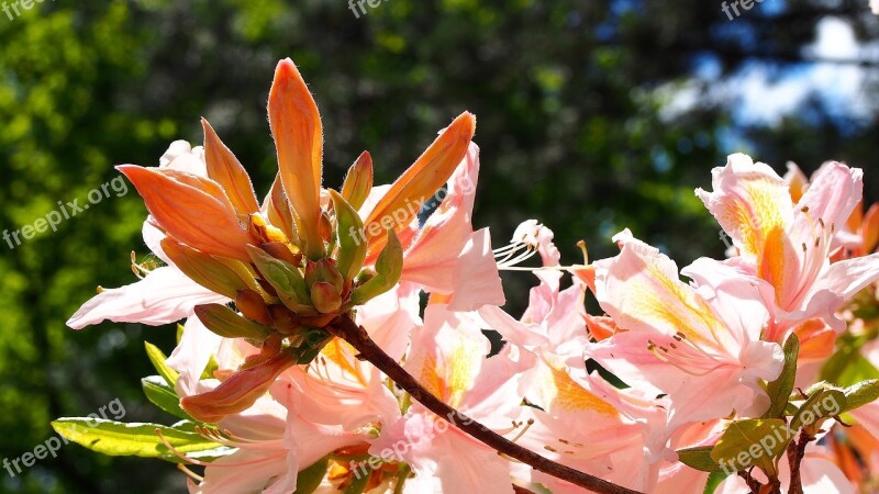 Azalea Flower Azaleas Rhododendron Japanese Rhododendron