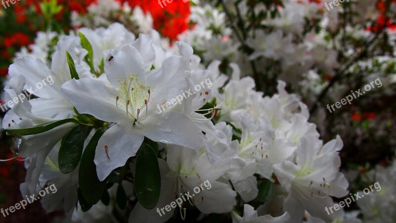 Azalea Flower White Nature Spring