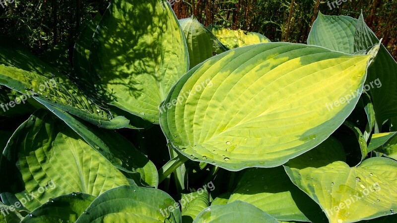 Foliage Host Nature Yellow Green