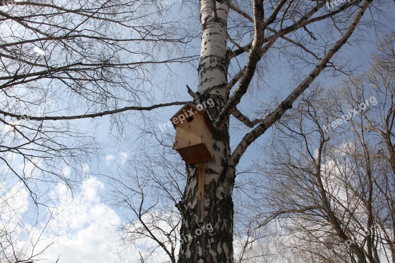 Birdhouse Birch Spring Plant Living Nature