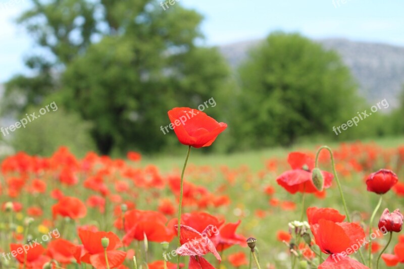 Poppy Greece Blooming Flowers Summer Free Photos