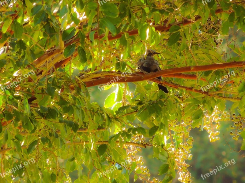 Mockingbird Landscape Texas Nature Free Photos