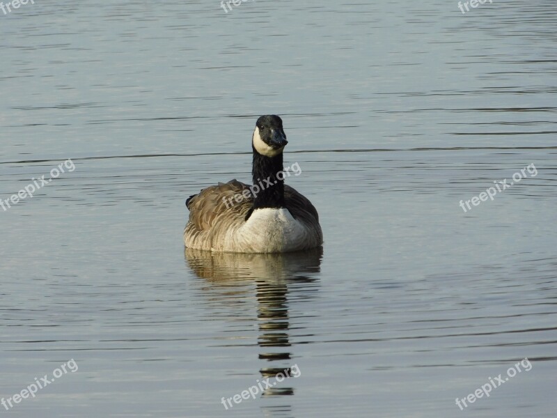 Duck Bad Nauheim Germany Taunus Hesse Free Photos