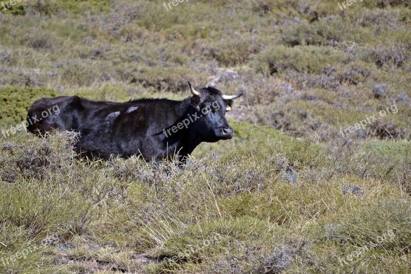 Granada Monachil Cow Prado Green