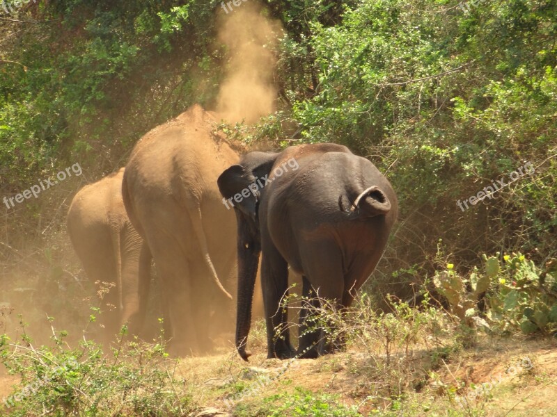 Elephants Mud Bathing Bank Water Free Photos